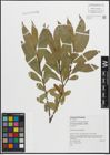 Foto von Salix pentandra L.